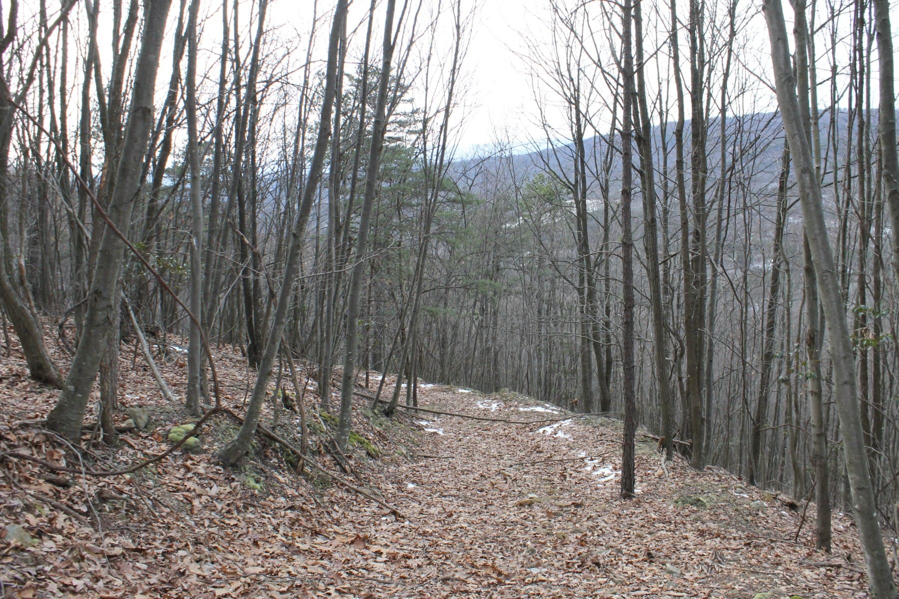 LOT 11 HAMILTON ESTATES DRIVE 41.56 ACRES