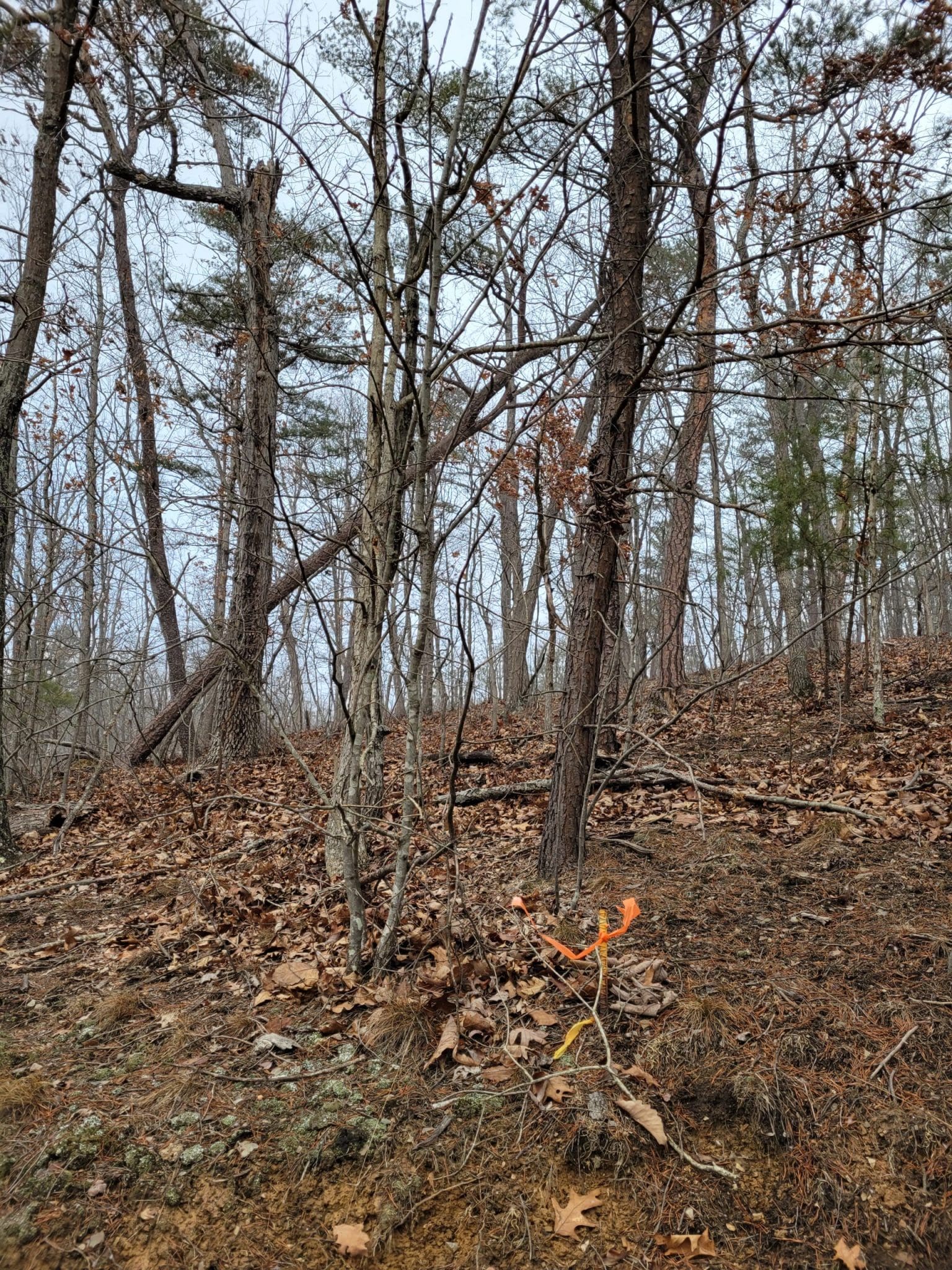SANDY LANE FORT ASHBY WV