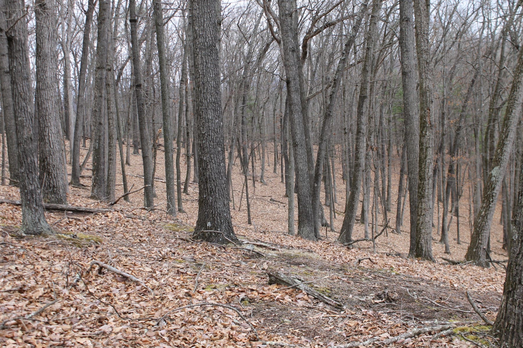 40.45 ACRES HOWARDS LICK RD