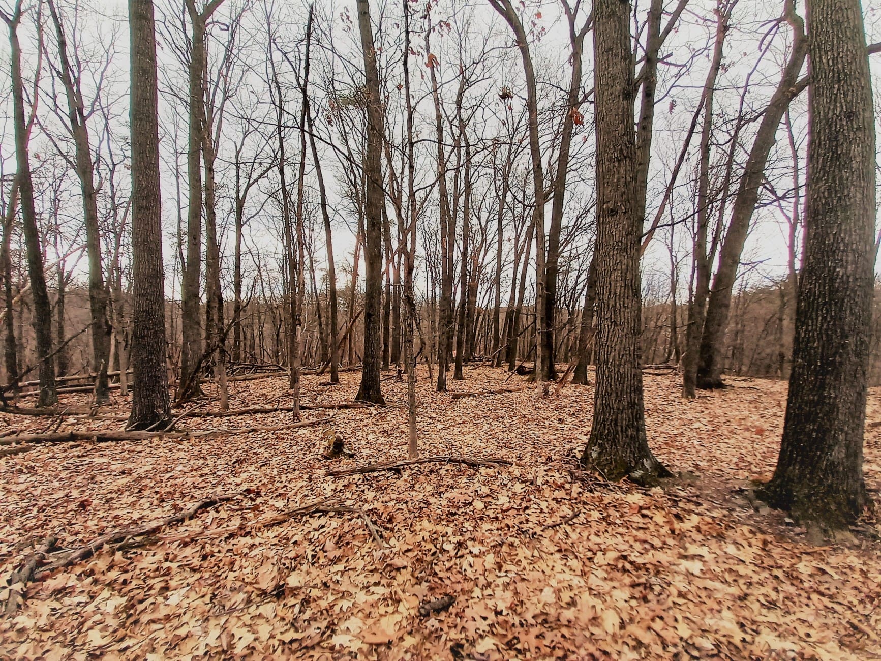 LOT 12 – WHITE BIRCH LANE, ROMNEY, WV