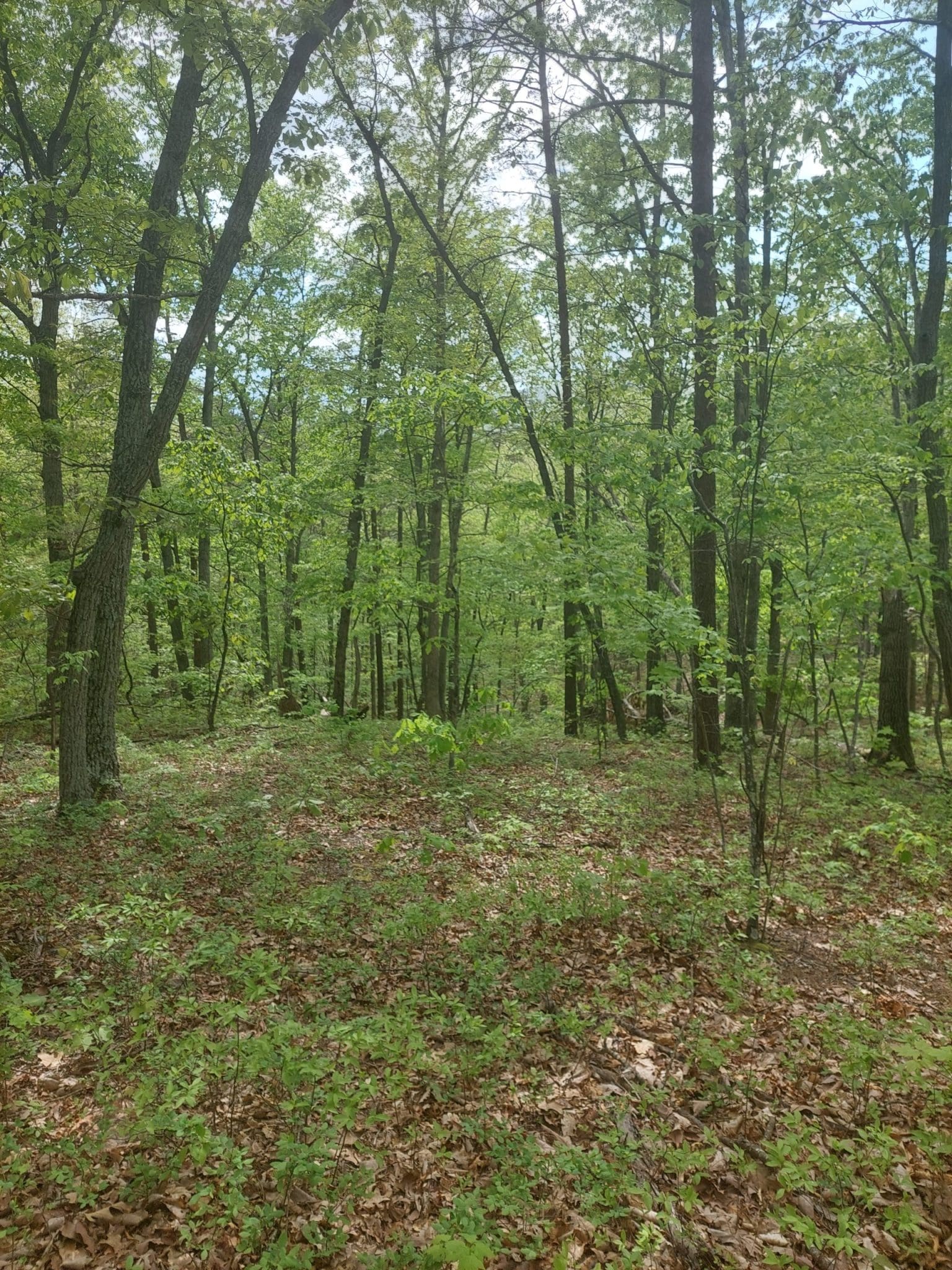 5.25 ACRES – S LICK RUN RD – DELRAY, WV