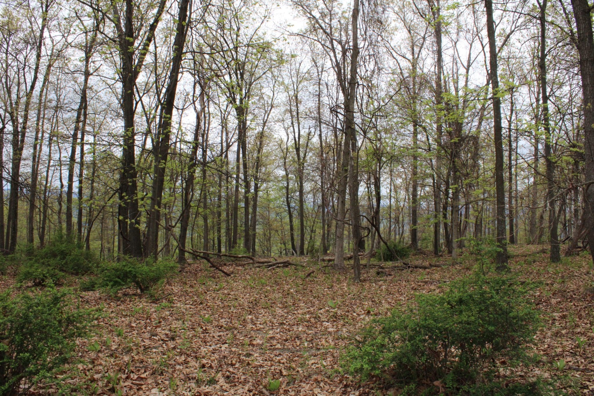 20.03AC LOT 234 HARMISONS BLUFF PT
