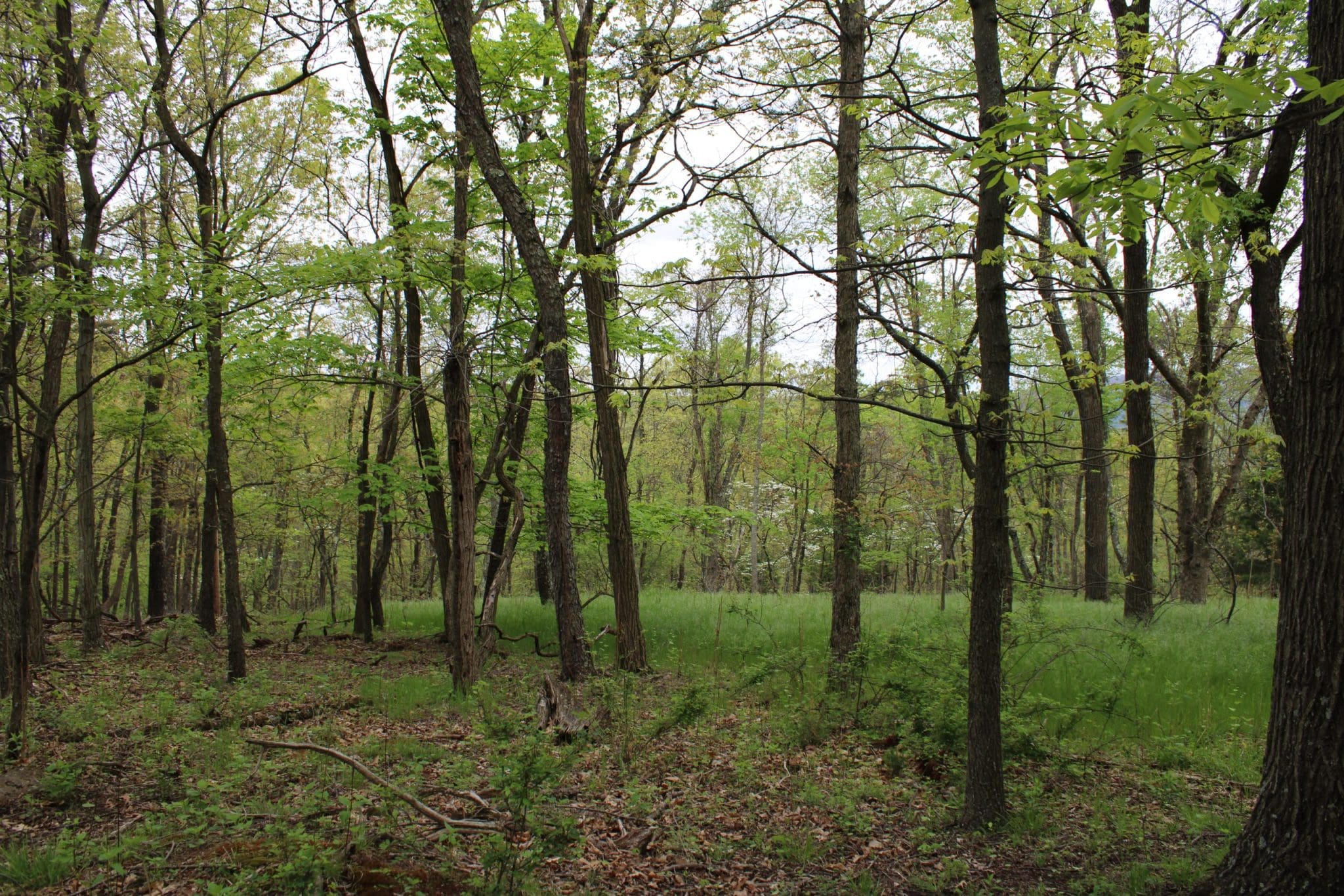 20.023 AC ORCHARD POINT