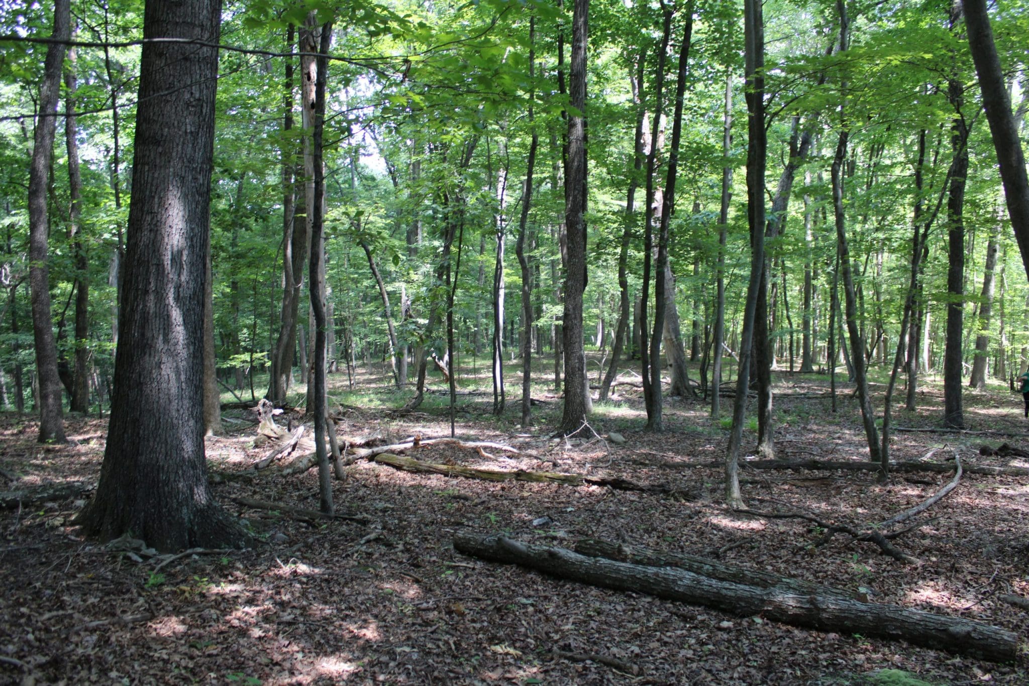 14.29 AC WHISPERING PINES RD PAW PAW