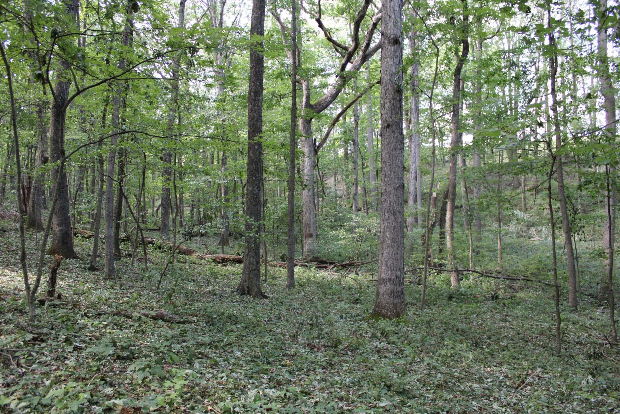 2 AC ROCK CREEK TRAIL RIO WV