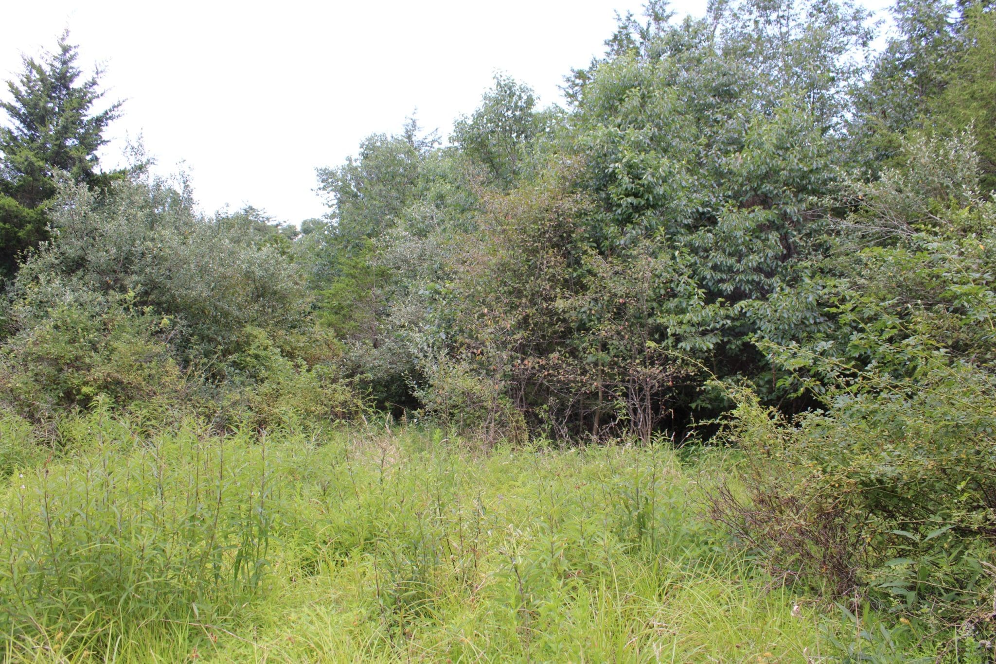 83.5 AC DUTCH HOLLOW LN RIO WV 26755