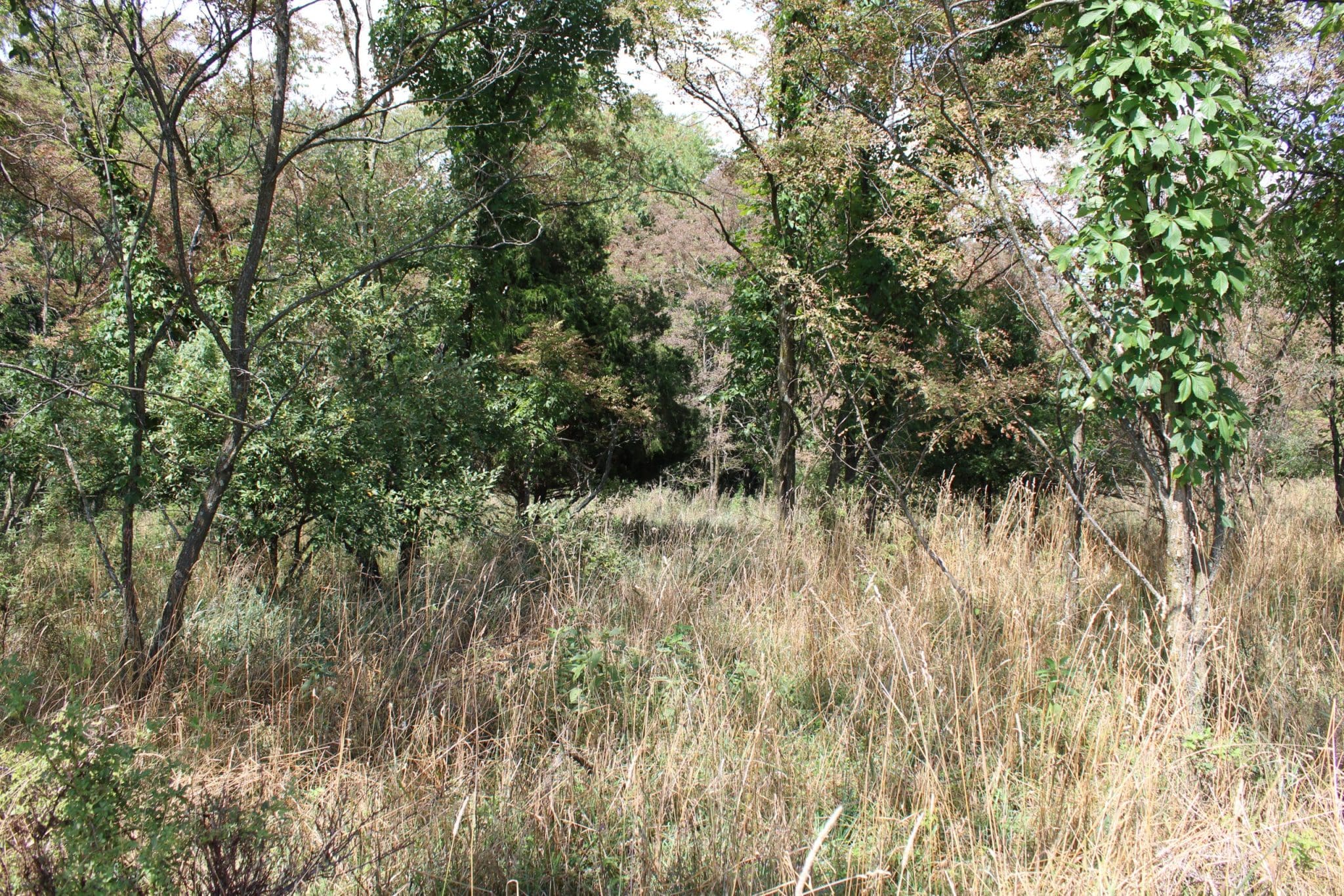 LOT 27 PEAR LN ROMNEY WV