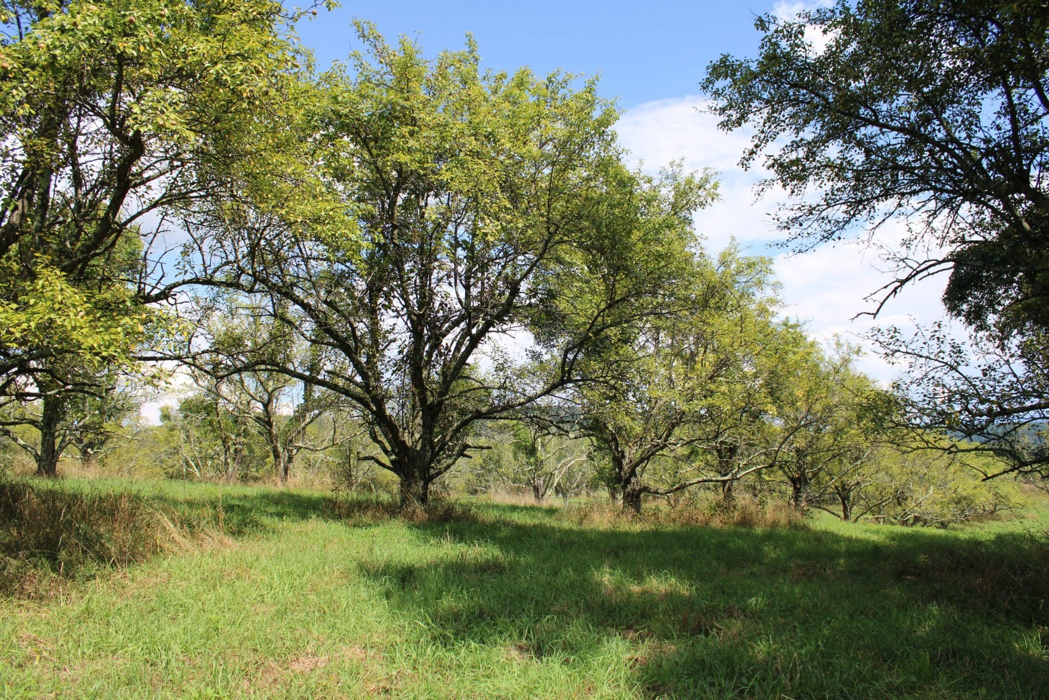 LOT 26 PEAR LN ROMNEY WV