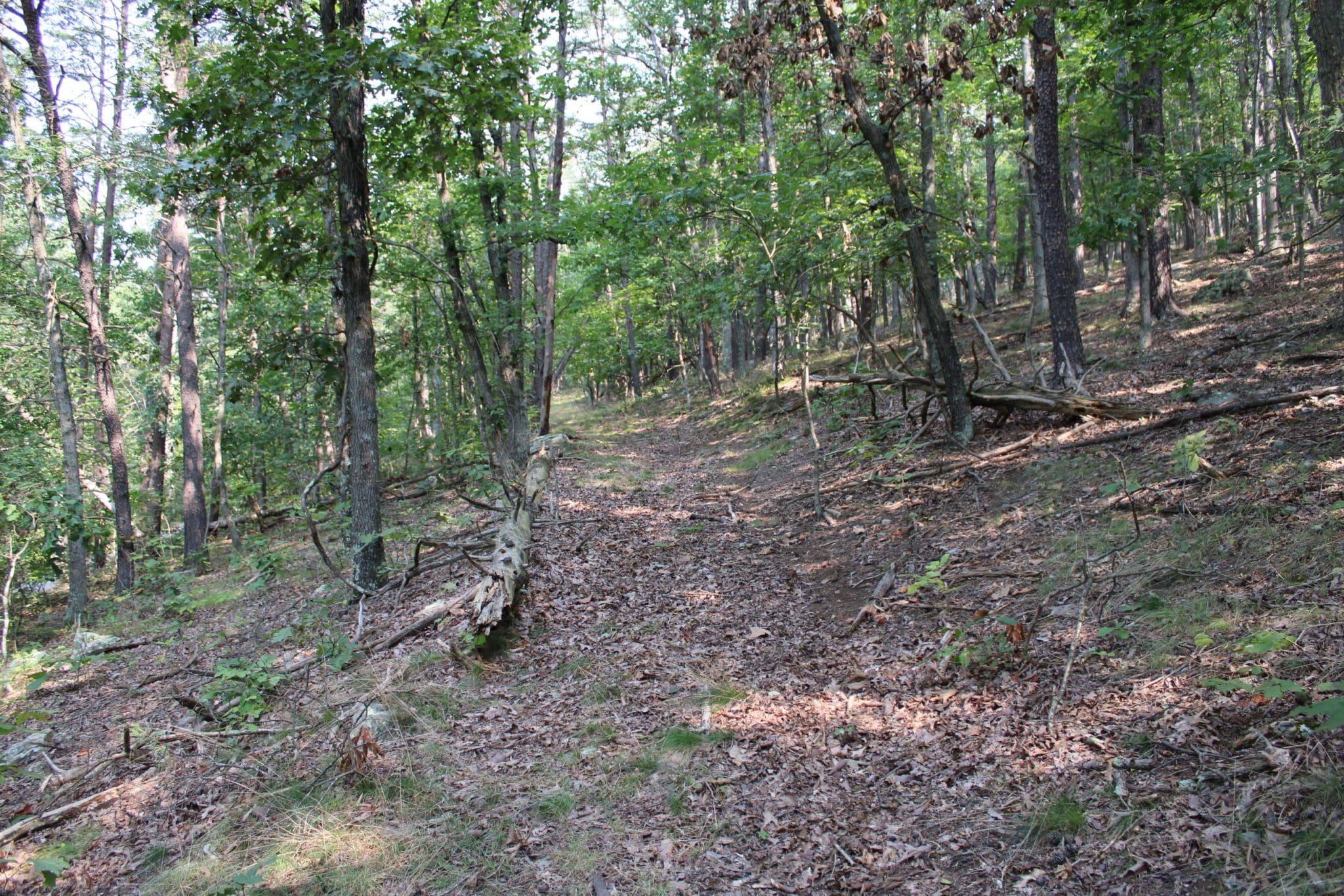 25.52 AC ED ARNOLD RD AUGUSTA WV 26704