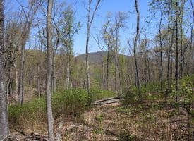 855.05 AC WOODMONT RD GREAT CACAPON WV 25422