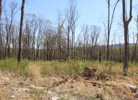 81.89 AC WOODMONT RD GREAT CACAPON WV 25422