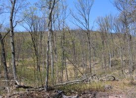 81.89 AC WOODMONT RD GREAT CACAPON WV 25422