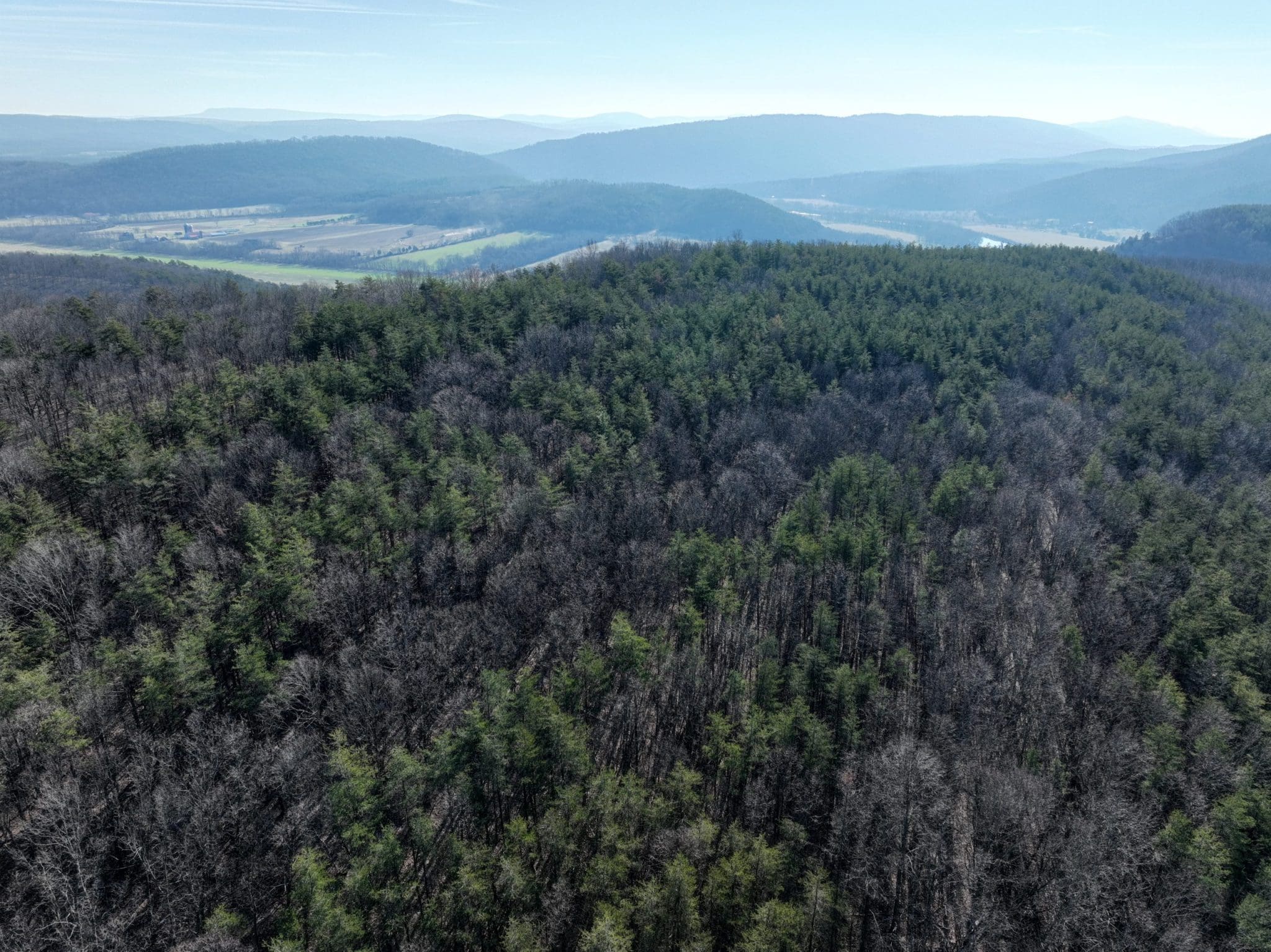 #80 Bluffs Springs Hollow – Perfect Mountain Land!