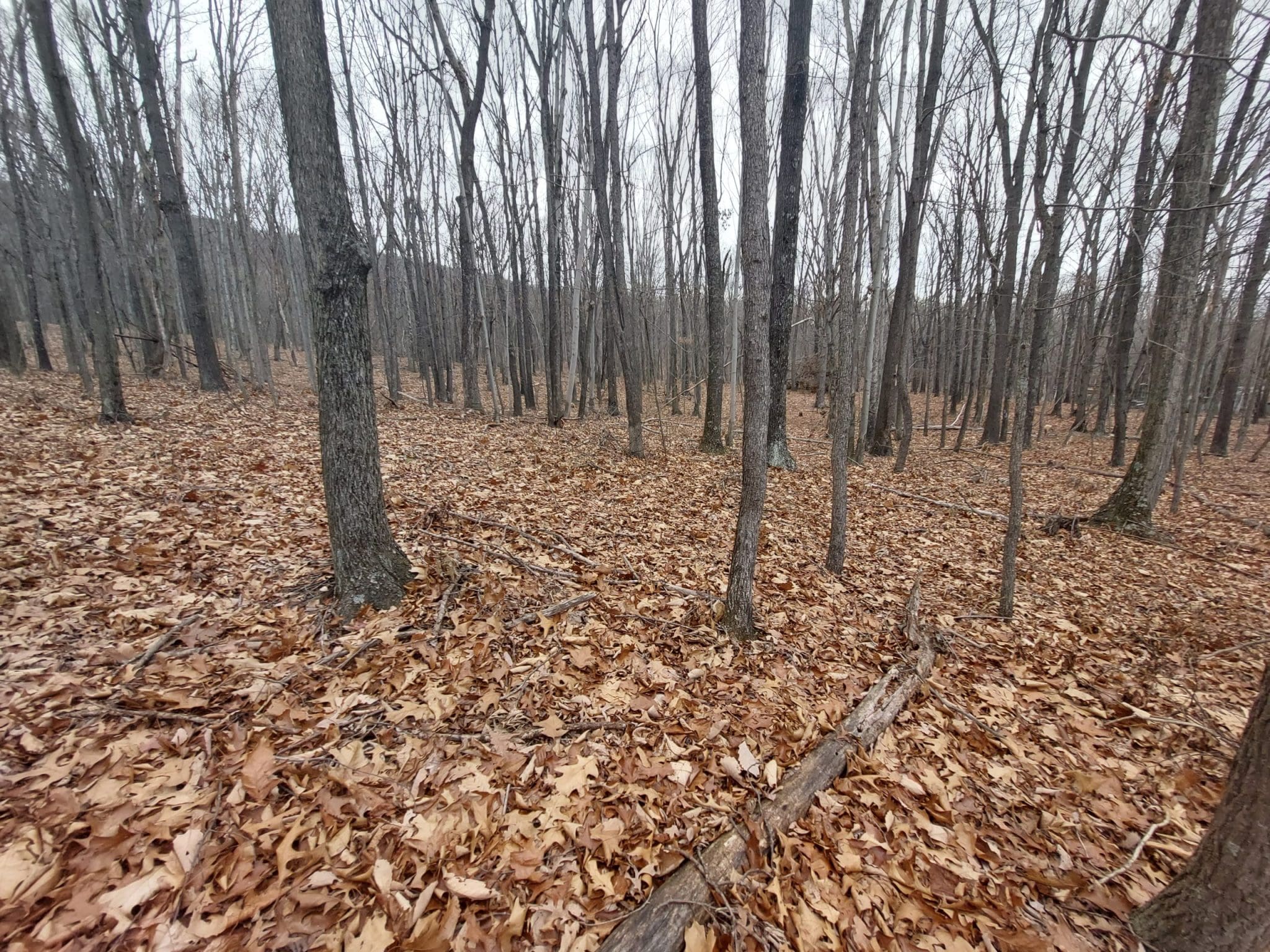 2+ ACRES – DELRAY, WV – $22,500
