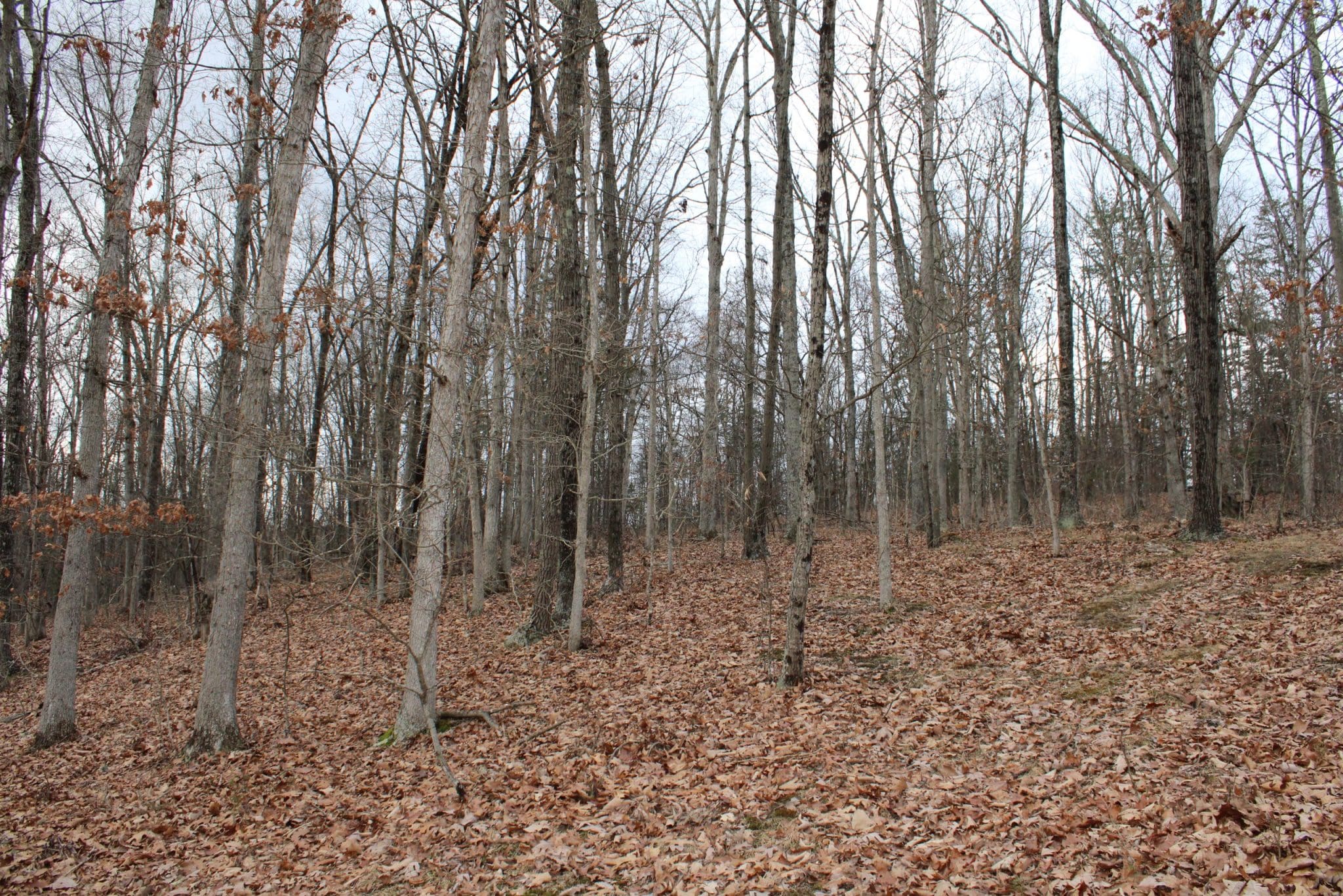 11.38 AC Purgitsville Pike Purgitsville WV 26852