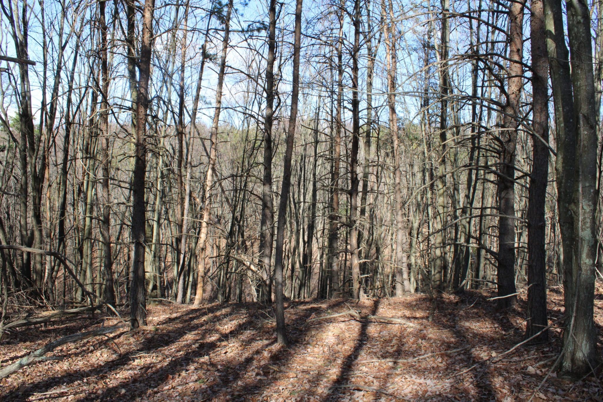 Lot 314 Winterberry Dr Moorefield WV 26836