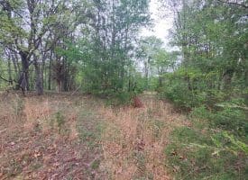 Affordable Mountain Land – Delray, WV