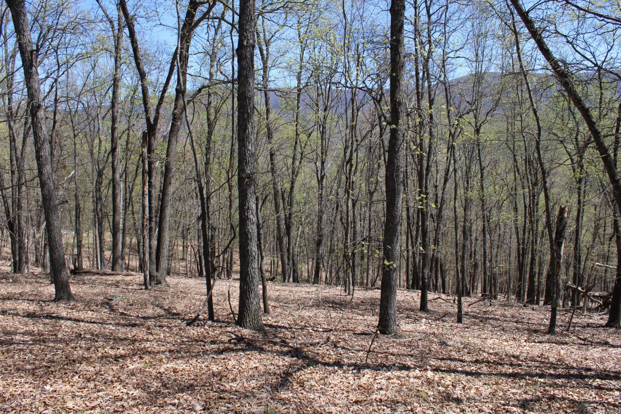 Lot #210 Hampshire Ridge, Romney, WV