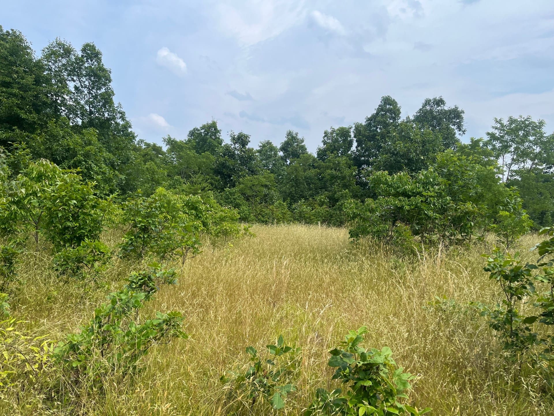Goldsborough Road, Springfield, WV 26763