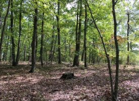 10.66 ACRES FRANK HAINES ROAD, PAW PAW, WV 25434