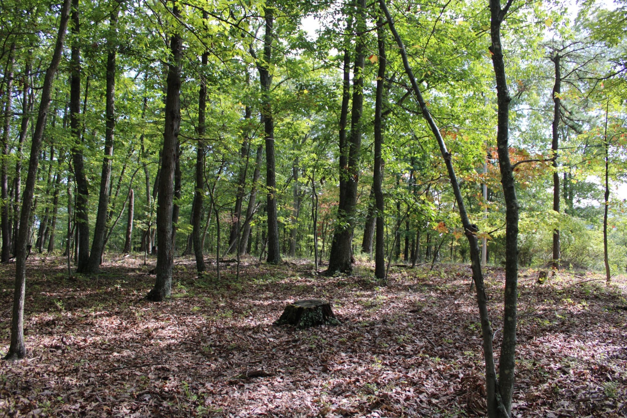 10.66 ACRES FRANK HAINES ROAD, PAW PAW, WV 25434
