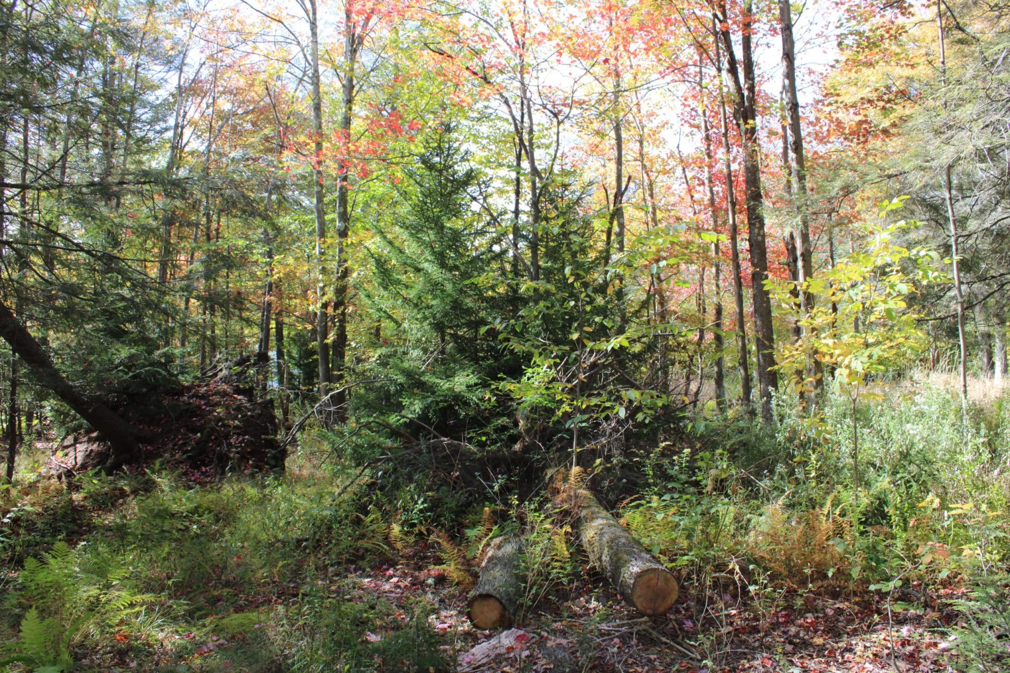 Lot 8 Scarlett Cardinal Lane, Mount Storm, WV 26739