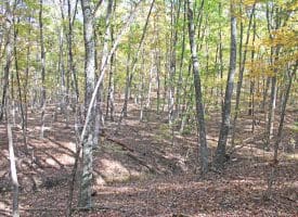 345 ALBINO DR, SPRINGFIELD, WV