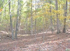 345 ALBINO DR, SPRINGFIELD, WV