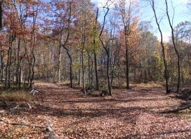 76 Acres – Queens Point Rd, McCoole, MD 21562