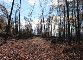 76 Acres – Queens Point Rd, McCoole, MD 21562