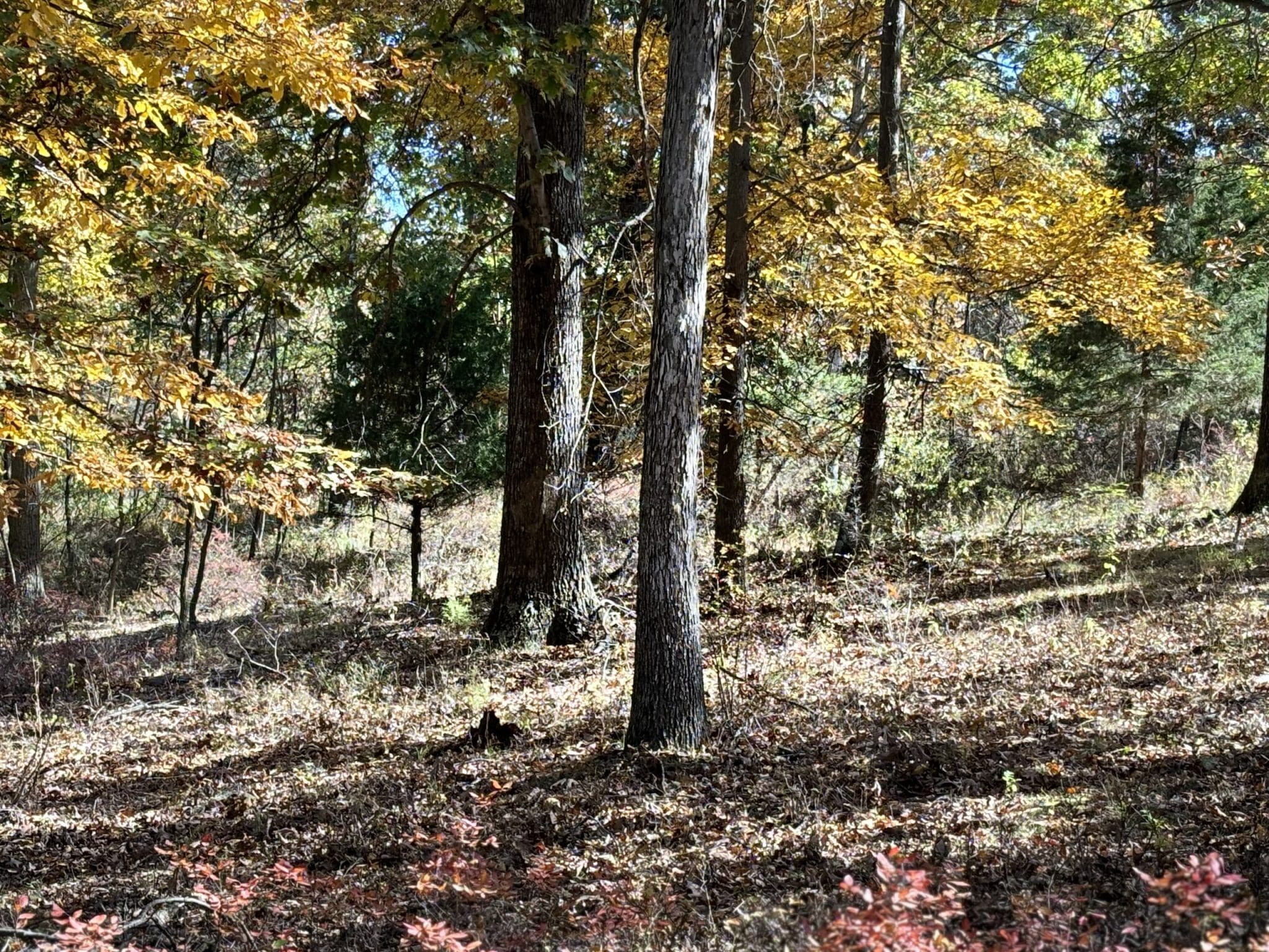 Mill Run Road, Fort Ashby, WV 26719
