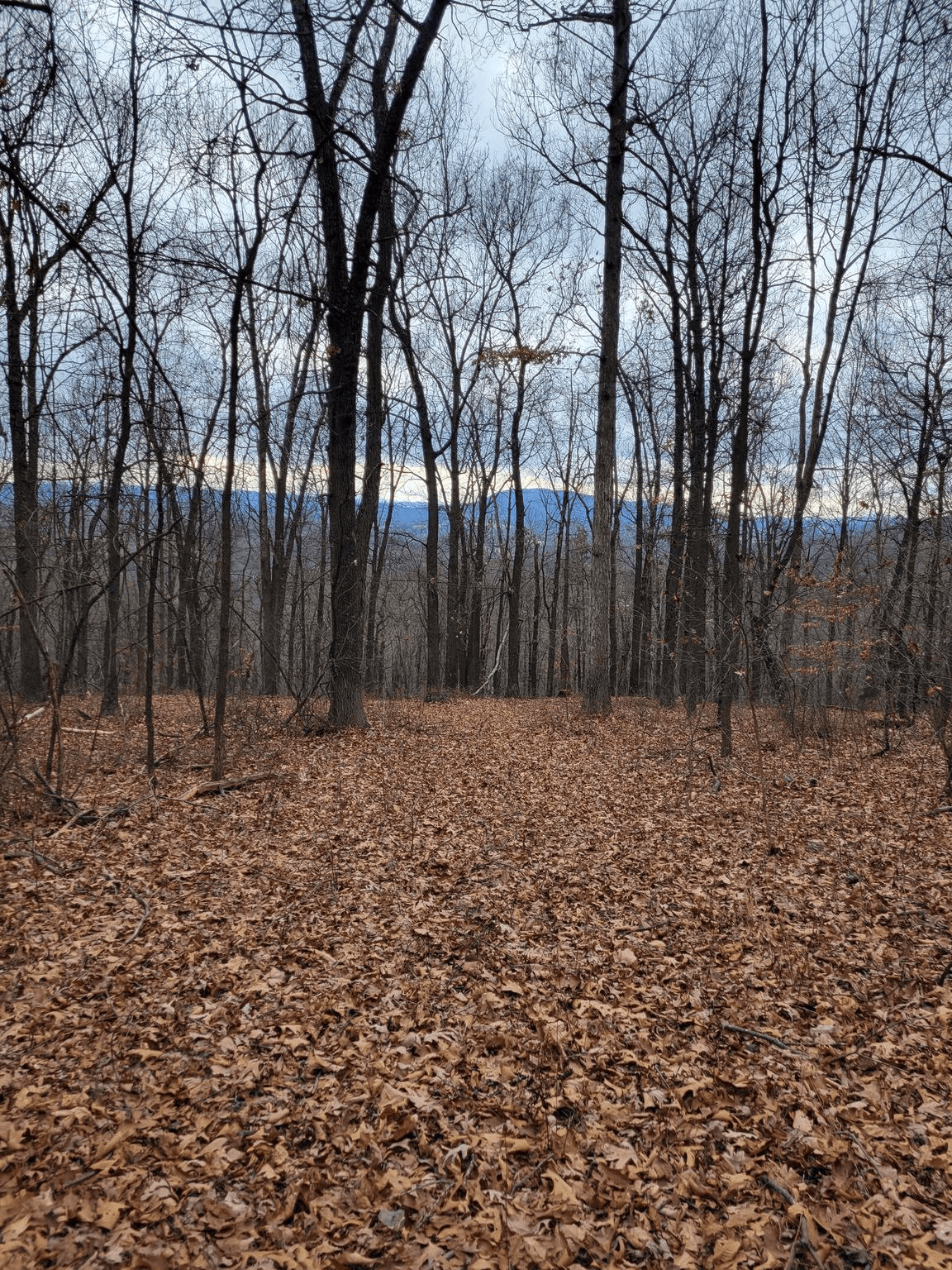 3787 Old Martinsburg Grade Rd, Augusta, WV 26704