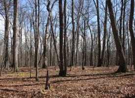 6.11 AC Sideling Mountain Trail, Great Cacapon, WV 25422