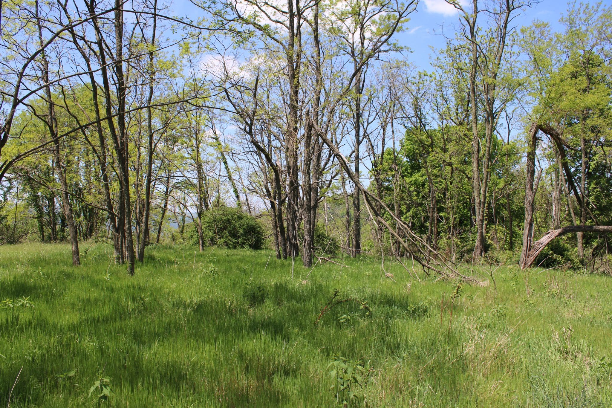 Lots 24 & 25 High View Rd, Purgitsville, WV 26845
