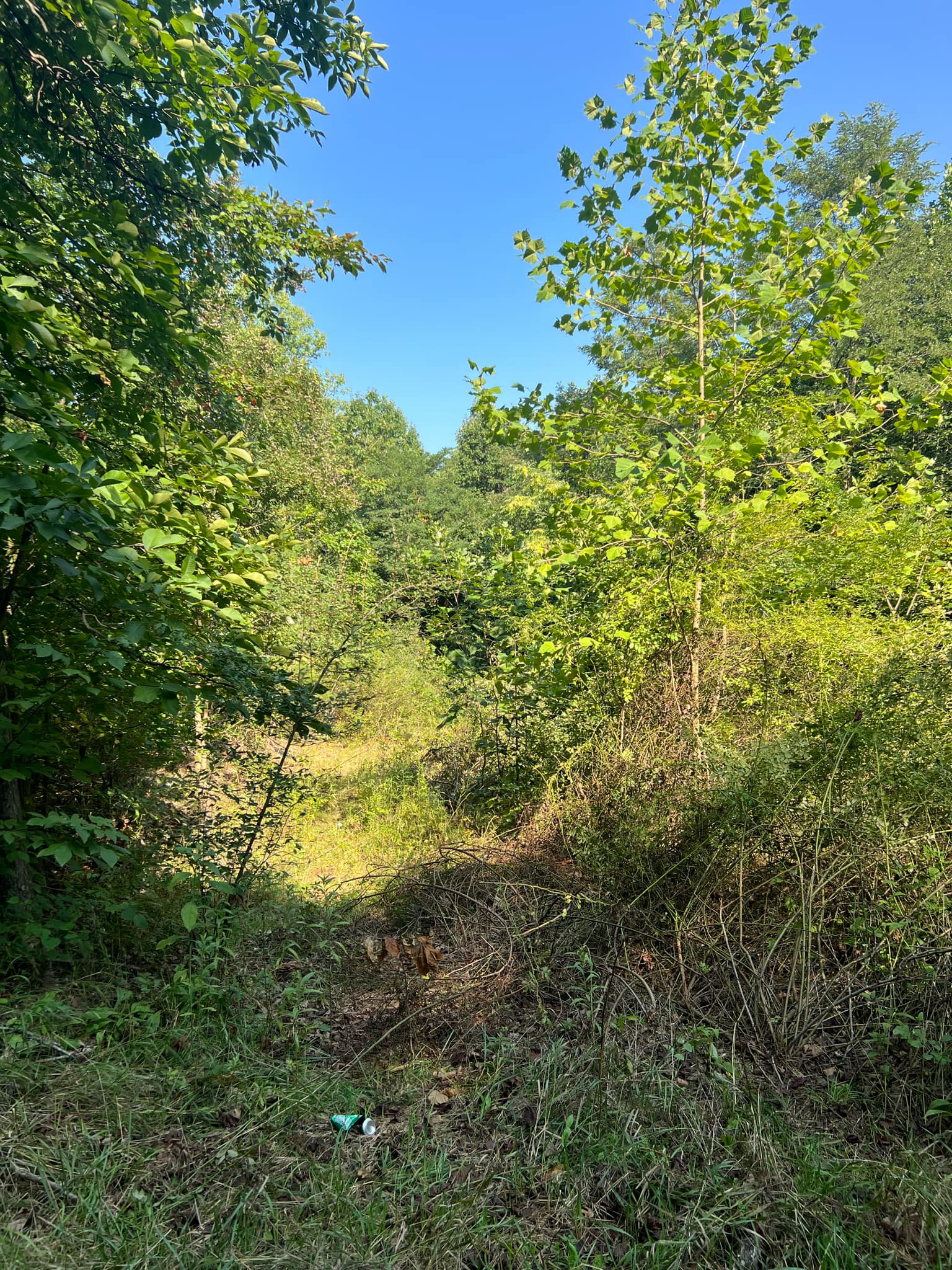 7.602 AC Mack, Augusta, WV 26704
