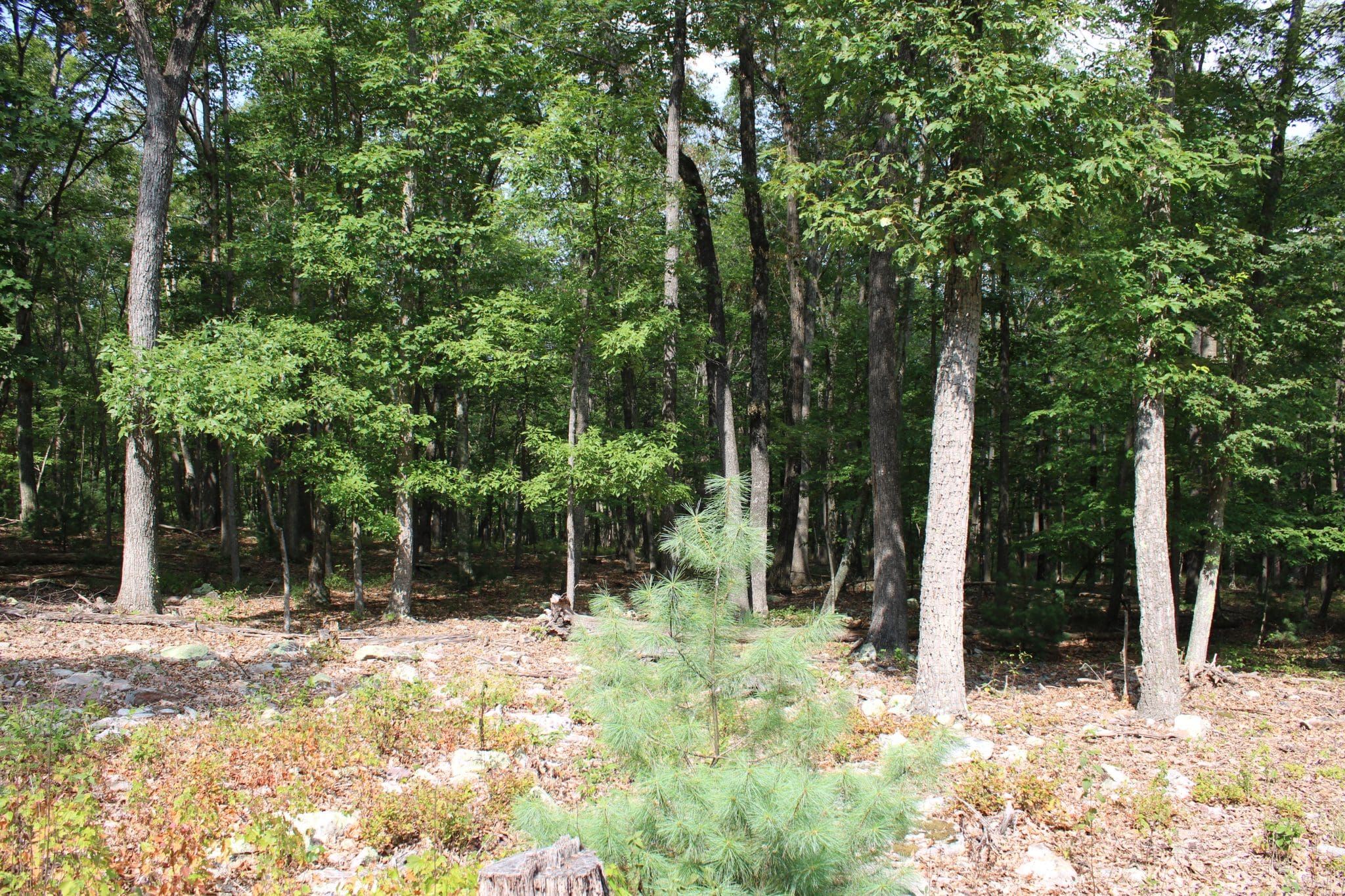Lot 12 Evergreen Farm Dr, Wardensville, WV 26851