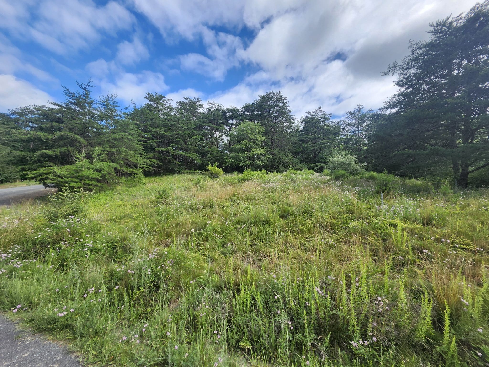 5 ACRES – LOT 18 SUGAR RUN LN, ROMNEY, WV
