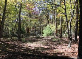 40.00 AC Shenandoah Mountain Rd, Mathias, WV 26812