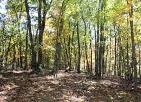 40.00 AC Shenandoah Mountain Rd, Mathias, WV 26812