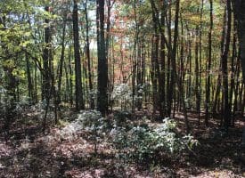 40.00 AC Shenandoah Mountain Rd, Mathias, WV 26812