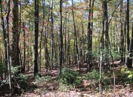 40.00 AC Shenandoah Mountain Rd, Mathias, WV 26812