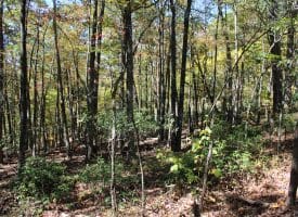 40.00 AC Shenandoah Mountain Rd, Mathias, WV 26812