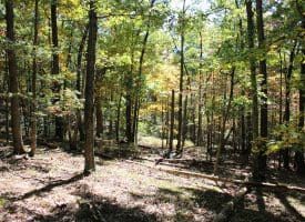 40.00 AC Shenandoah Mountain Rd, Mathias, WV 26812