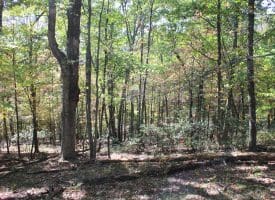 40.00 AC Shenandoah Mountain Rd, Mathias, WV 26812