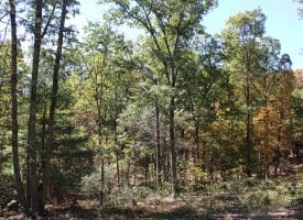 40.00 AC Shenandoah Mountain Rd, Mathias, WV 26812