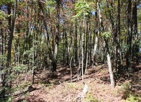 40.00 AC Shenandoah Mountain Rd, Mathias, WV 26812