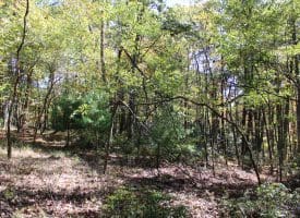 40.00 AC Shenandoah Mountain Rd, Mathias, WV 26812