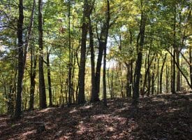 40.00 AC Shenandoah Mountain Rd, Mathias, WV 26812