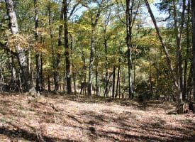 40.00 AC Shenandoah Mountain Rd, Mathias, WV 26812