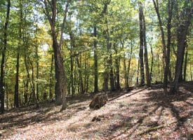 40.00 AC Shenandoah Mountain Rd, Mathias, WV 26812